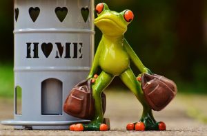 Frosch auf Reisen